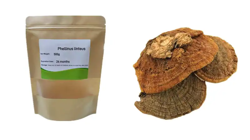 What is Phellinus linteus powder used for?